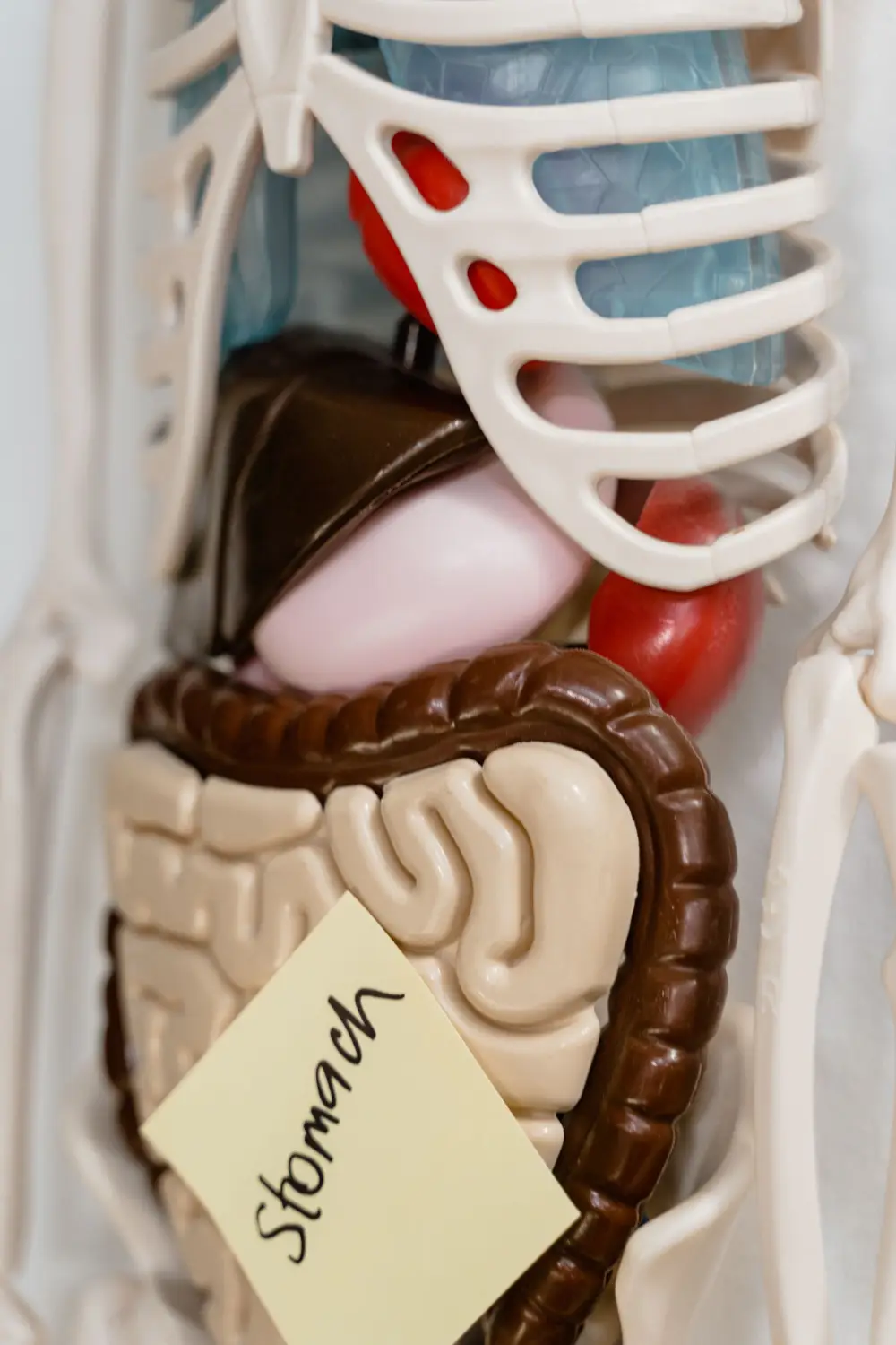 AIP Diet: Balancing Strategic Elimination with Nutrient Density for Gut Repair
